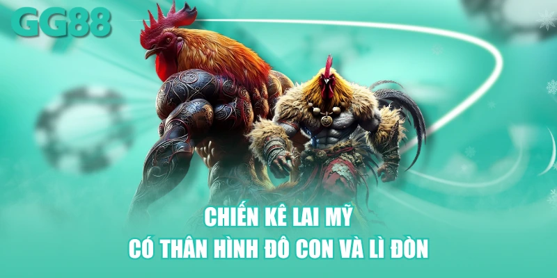 Chiến kê lai Mỹ có thân hình đô con và lì đòn