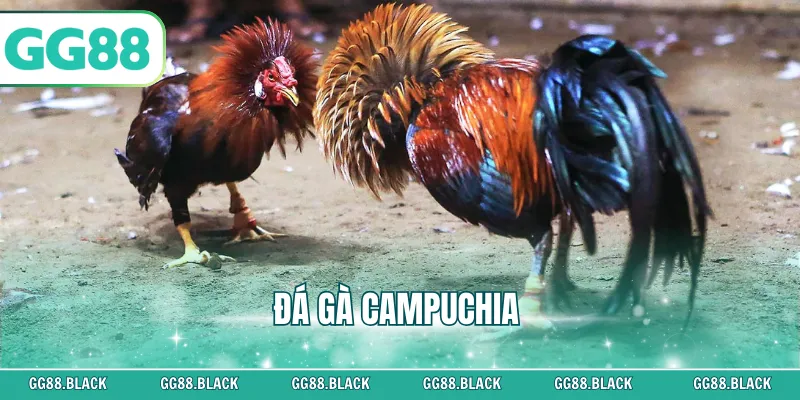 Đá Gà Campuchia
